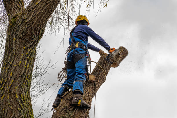 Best Local Tree Services  in Indian Head, MD